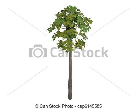 450x357 Huge Collection Of 'papaya Tree Drawing' Download More Than - Papaya Tree Drawing