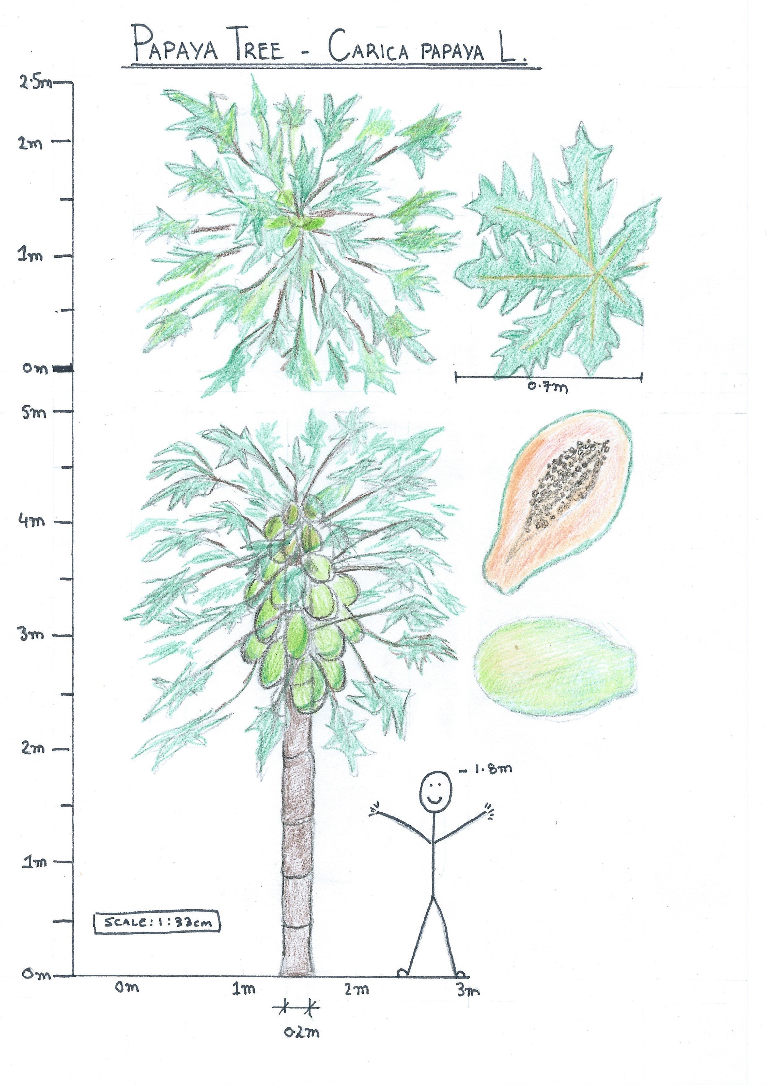 2478x3506 Papaya Tree - Papaya Tree Drawing