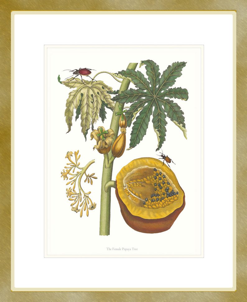 794x970 papaya fruit art print tropical fruit print drawing hand etsy - Papaya Tree Drawing