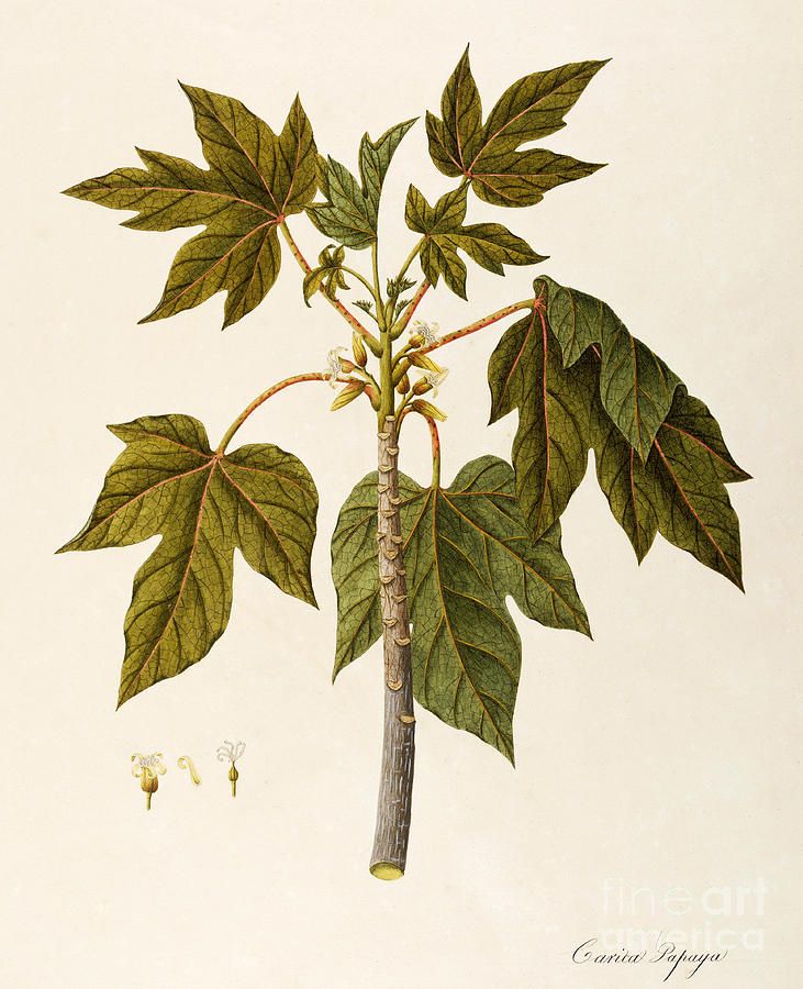 731x900 Papaya Plant Painting - Papaya Tree Drawing