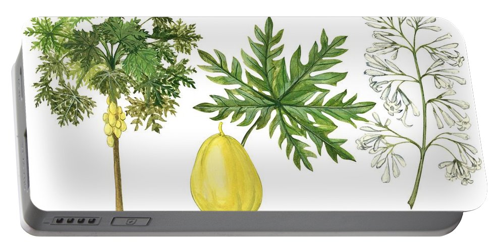 993x500 Papaya Portable Battery Charger For Sale - Papaya Tree Drawing