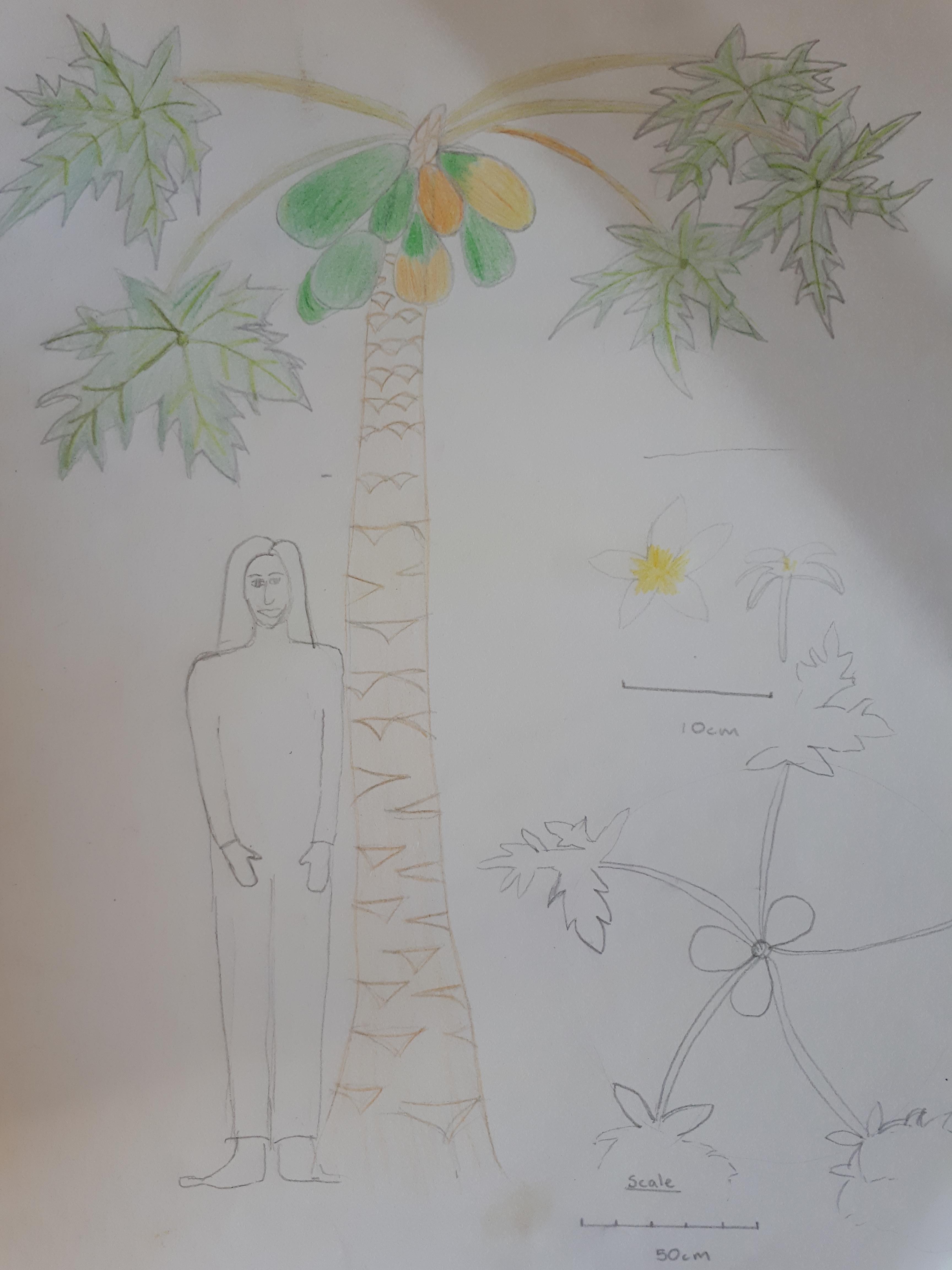 3456x4608 Papaya Tree Permaculture Course Online - Papaya Tree Drawing