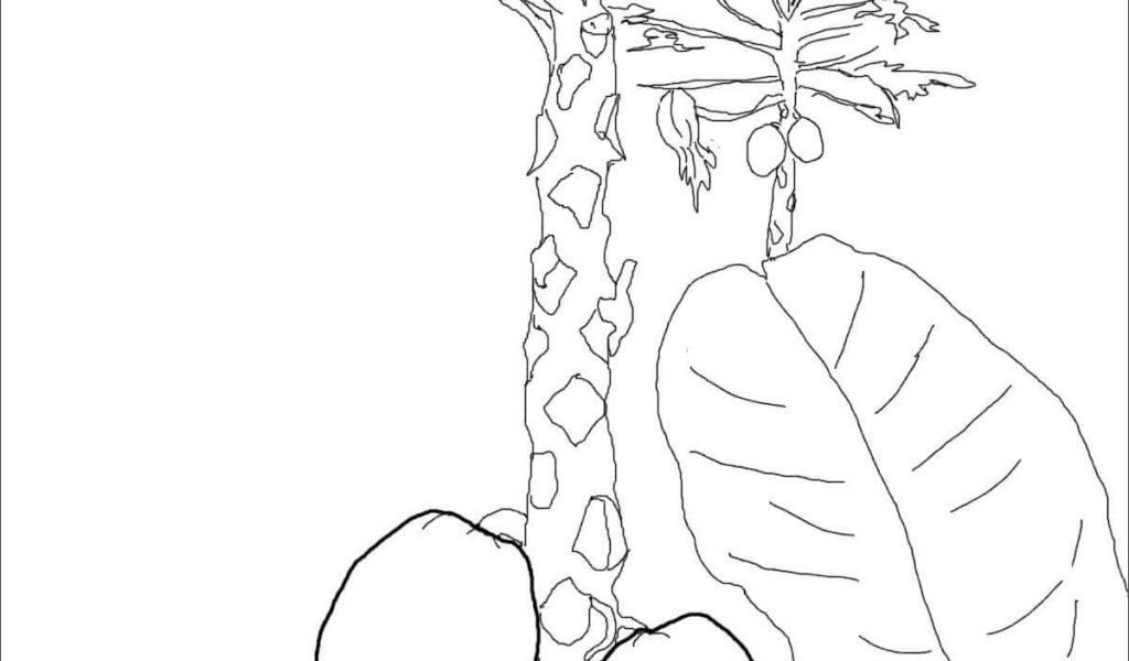 1024x600 Papaya Tree Coloring - Papaya Tree Drawing