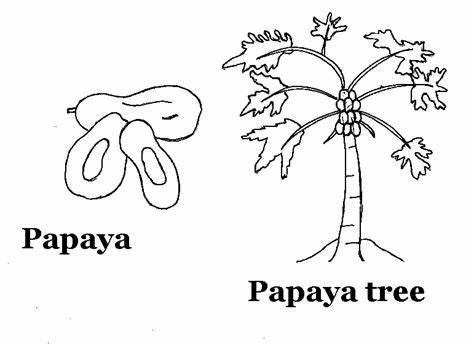 474x344 Papaya Tree Drawing Gtgt - Papaya Tree Drawing