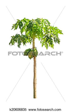 300x470 Papaya Tree Drawing - Papaya Tree Drawing