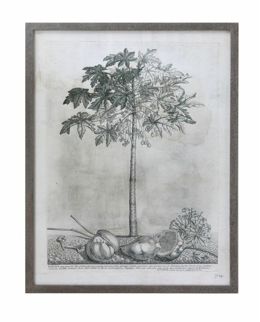 516x640 Papaya Tree Framed Print - Papaya Tree Drawing