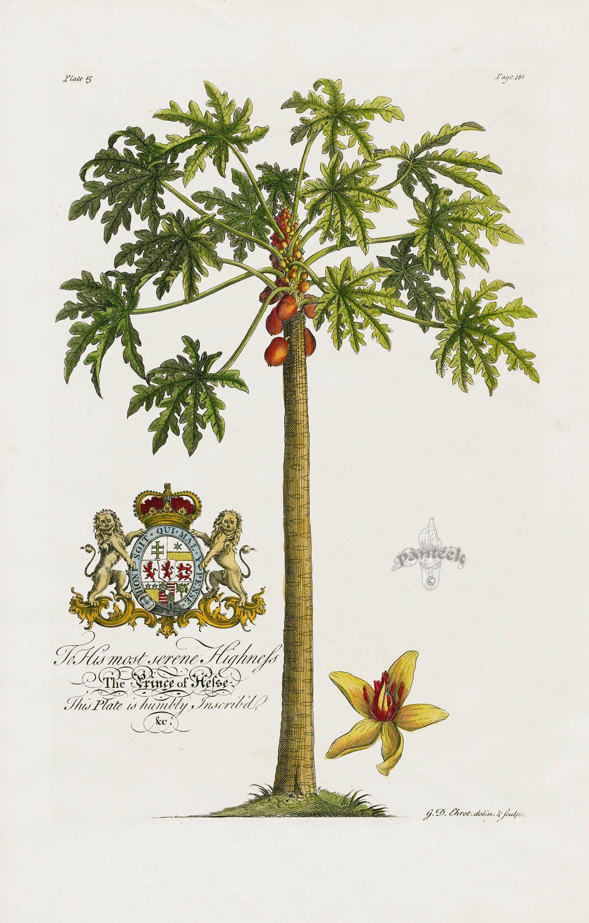 1200x1880 Papaya Tree From Ehret Natural History Of Barbados Tropical - Papaya Tree Drawing