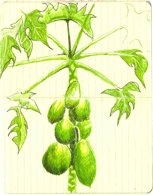 Papaya Tree Drawing at Explore collection of