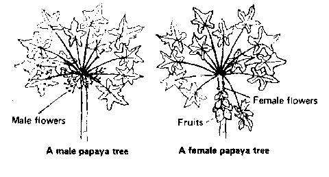 480x258 The Plant The Flower The Flower How Flowers Are Made Summary - Papaya Tree Drawing