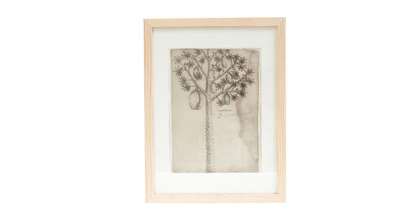 600x319 Vintage Papaya Tree Print Lizzie Fortunato - Papaya Tree Drawing