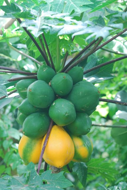 430x640 Papaya Growing With Science Blog - Papaya Tree Drawing