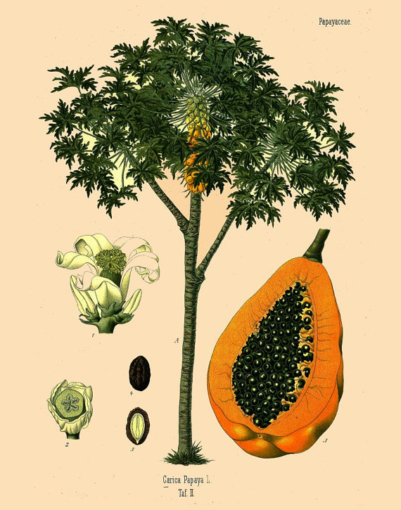 Papaya Tree Drawing at Explore collection of