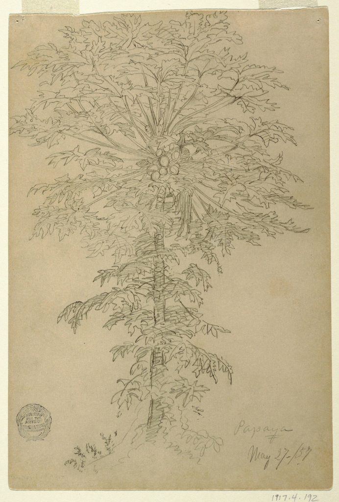 692x1024 Drawing, Papaya Tree With Ripening Fruit, Ecuador, May - Papaya Tree Drawing