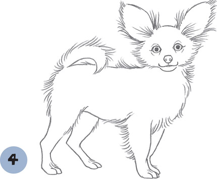 430x355 Papillon - Papillon Drawing