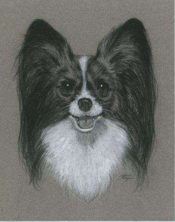 356x452 Papillon Art - Papillon Drawing