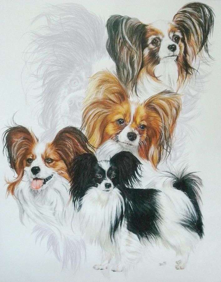 706x900 Papillon Drawing - Papillon Drawing