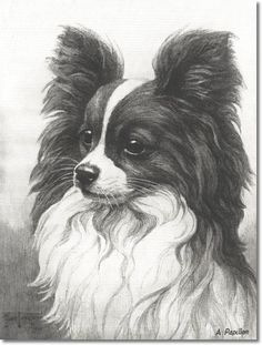 236x311 Best Papillion Art Images In Papillon Dog, Papillons - Papillon Drawing