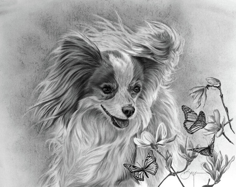 900x714 Papillon Drawing - Papillon Drawing