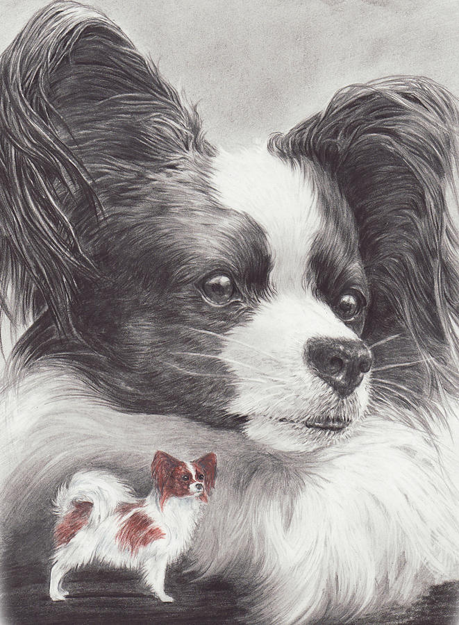 661x900 Papillon Drawing - Papillon Drawing