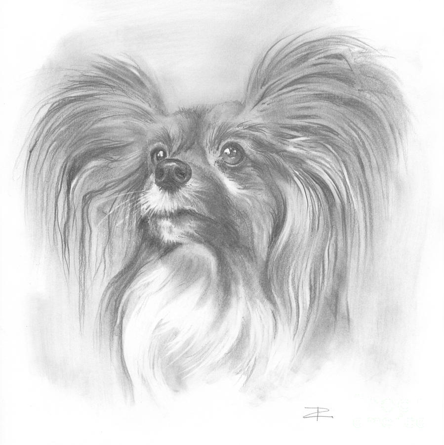 899x900 Papillon Drawing - Papillon Drawing