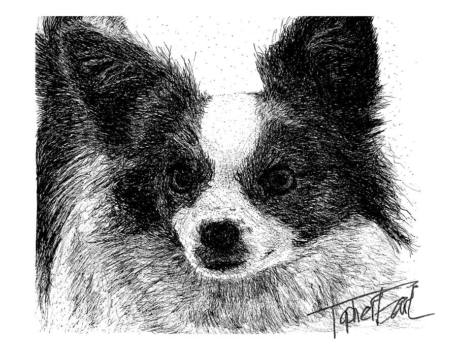 900x695 Papillon Drawing - Papillon Drawing