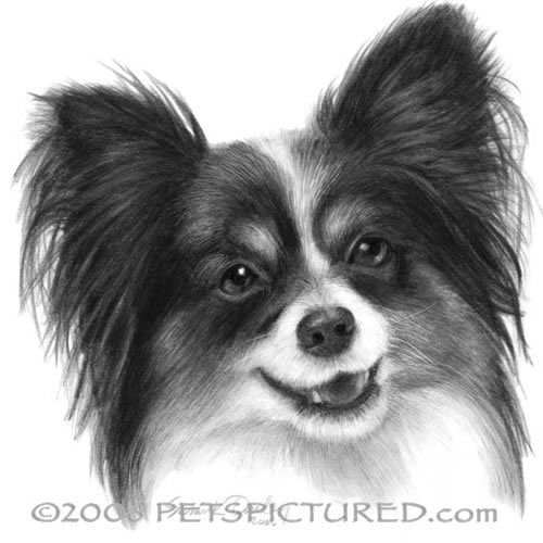 500x500 Papillon Portrait - Papillon Drawing