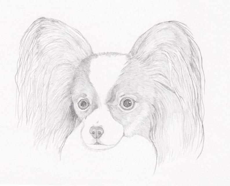 794x640 papillon signed personalized original pencil drawing double etsy - Papillon Drawing