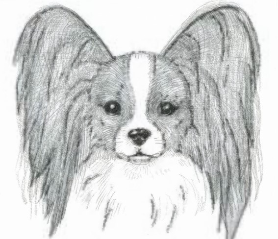 567x488 All Things Towal Papillon Club Of America - Papillon Drawing