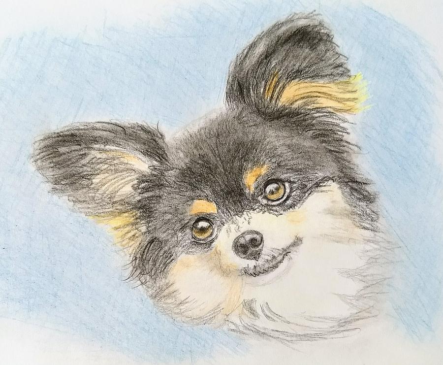 Papillon Drawing at PaintingValley.com | Explore collection of Papillon ...