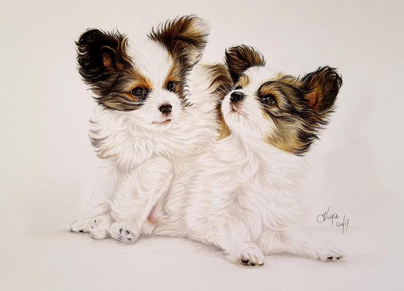 Papillon Drawing at Explore collection of Papillon