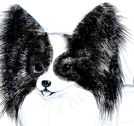 540x509 say goodbye to wrist pain! draw a long hair dog - Papillon Drawing