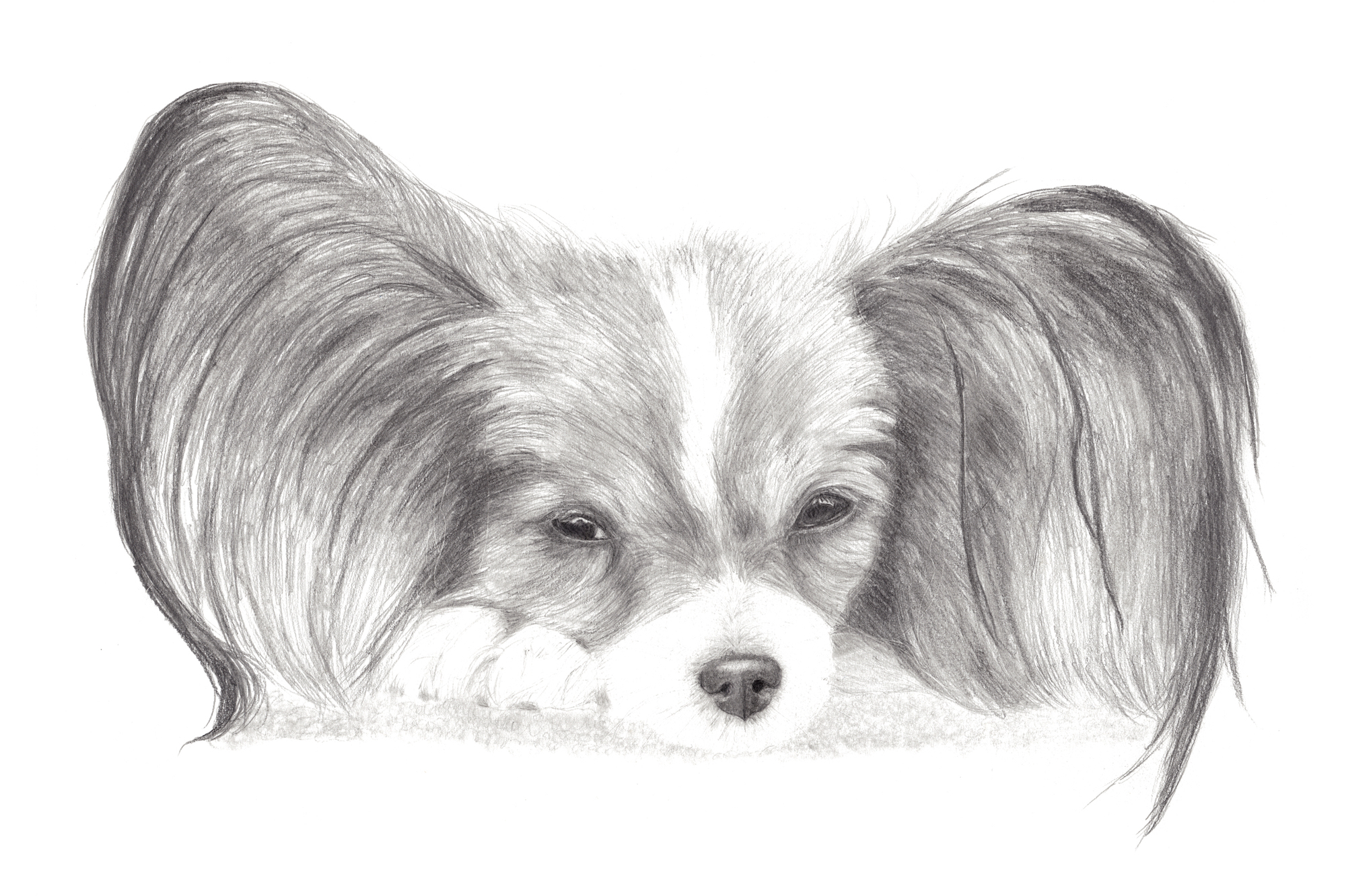 2000x1333 sleepy cute papillon dog pencil drawing boulder real estate agents - Papillon Drawing