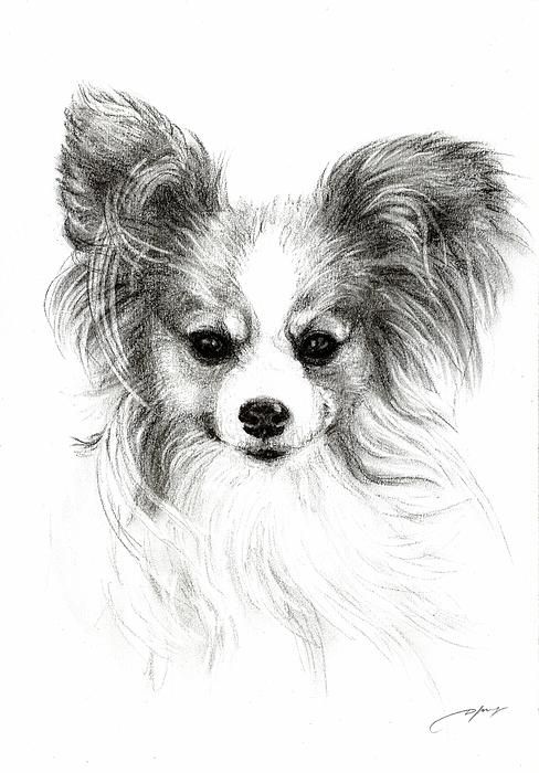 488x700  - Papillon Drawing