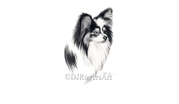 600x350 Papillon Pencil Drawing Art Print - Papillon Drawing