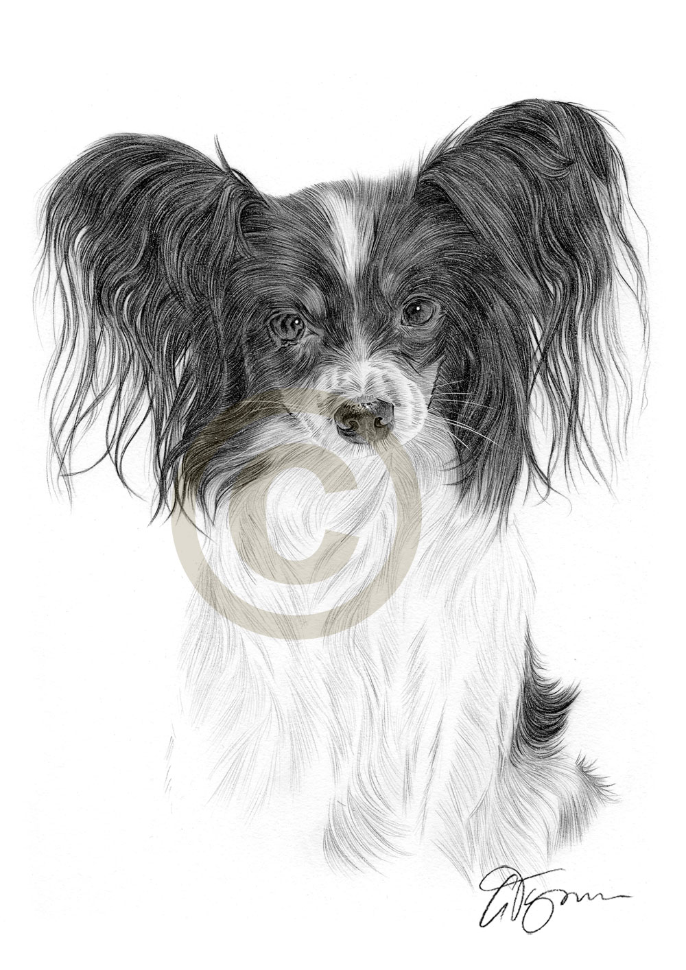 1000x1414 Dog Papillon Pencil Drawing Art Size - Papillon Drawing