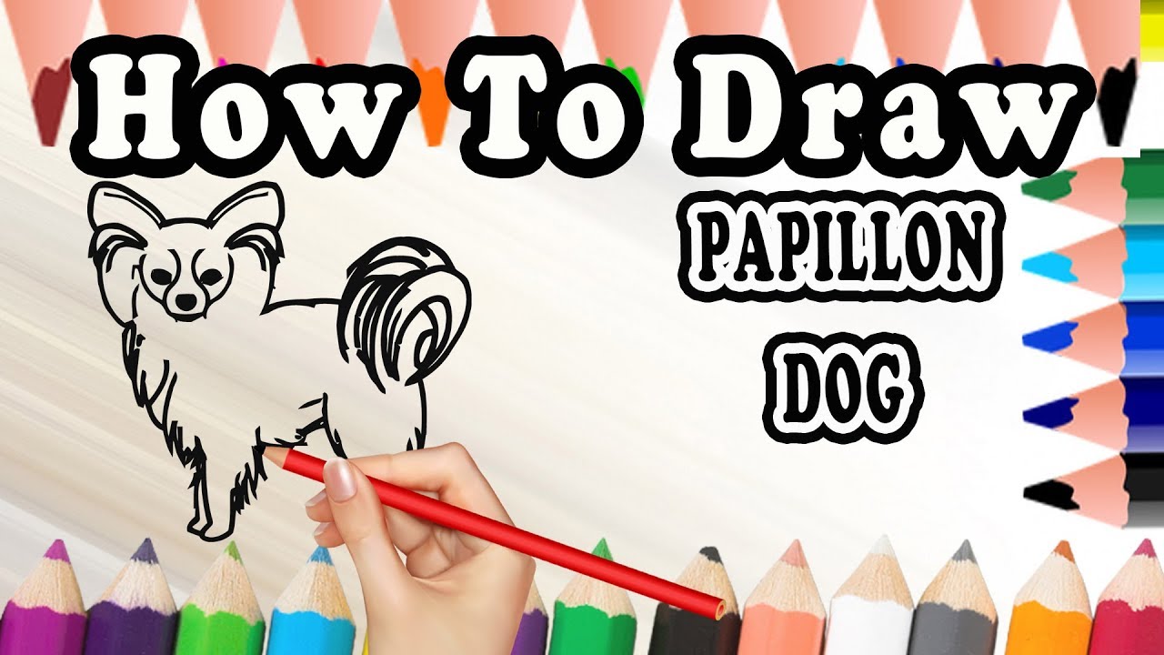 1280x720 How To Draw A Papillon Dog Drawing Step - Papillon Drawing