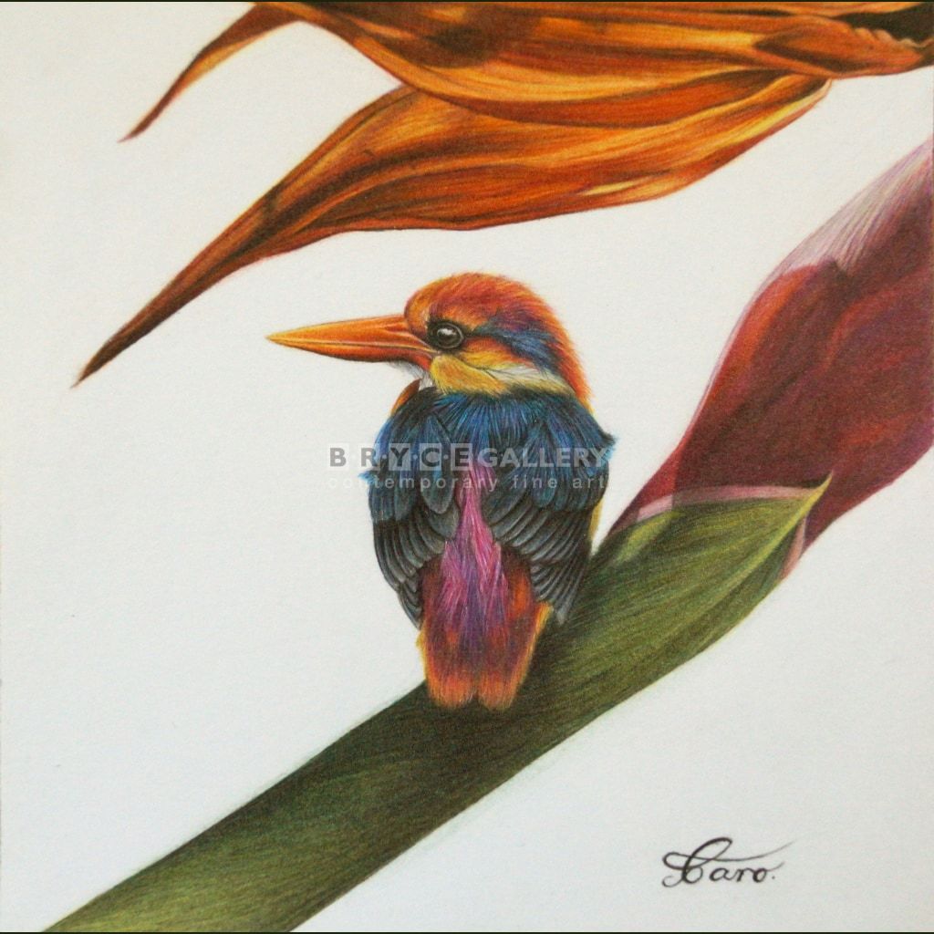 1024x1024 bird of paradise bryce gallery - Paradise Drawing