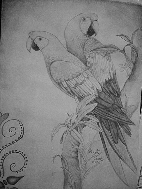 488x650 birds of paradise drawing - Paradise Drawing