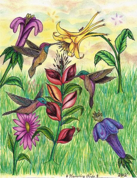 460x599 the beautiful hummingbird paradise drawing - Paradise Drawing