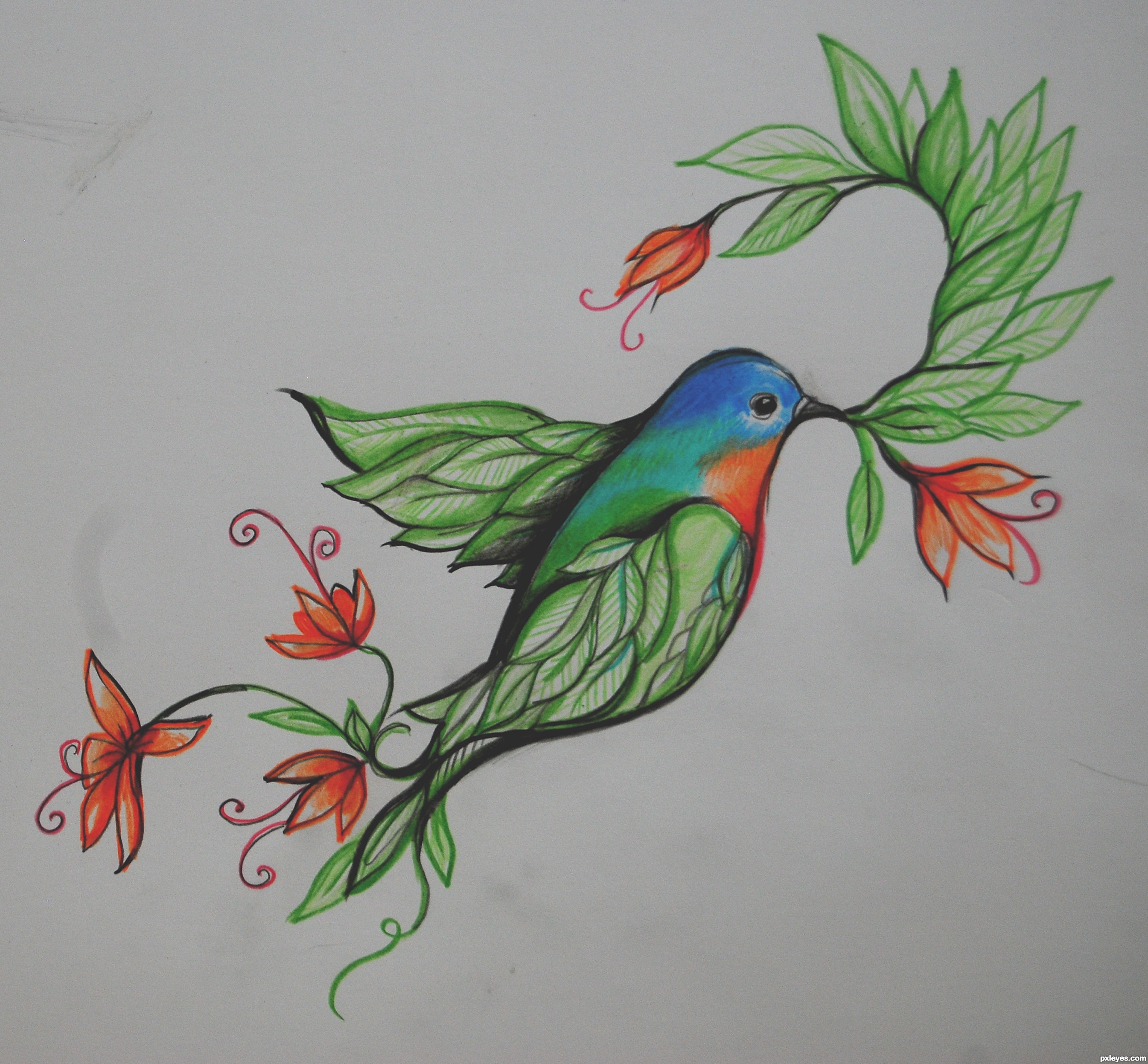 2690x2494 bird of paradise picture - Paradise Drawing