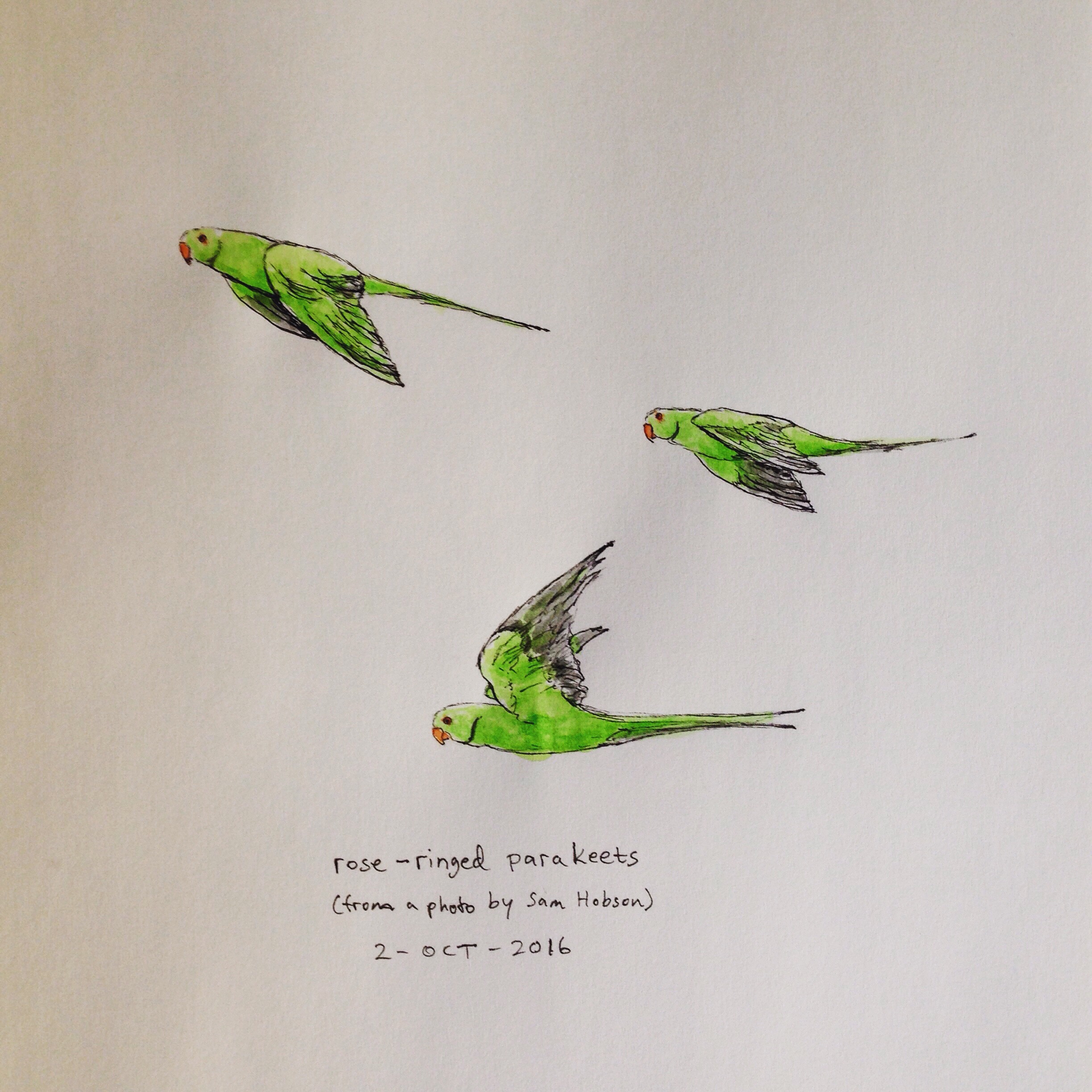 2448x2448 flight of fancy the pawses - Parakeet Drawing