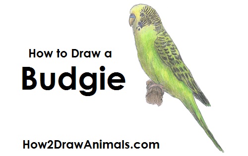 500x315 how to draw a budgie - Parakeet Drawing