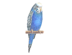 250x193 how to draw a budgie parakeet - Parakeet Drawing