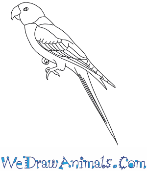 300x350 how to draw a carolina parakeet - Parakeet Drawing