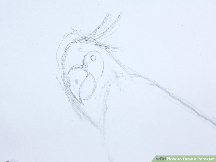 728x546 how to draw a parakeet steps - Parakeet Drawing
