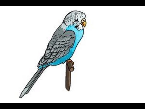 480x360 how to draw a parakeet - Parakeet Drawing
