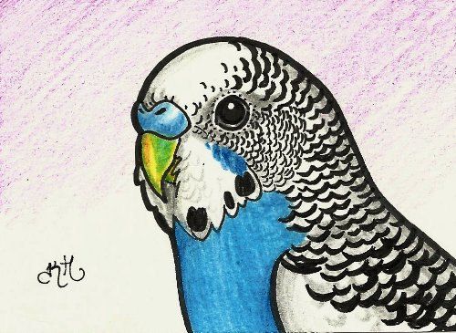 500x365 labor day off jesse the parakeet original aceo - Parakeet Drawing