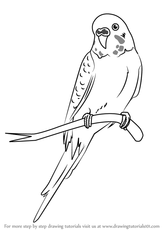 566x800 learn how to draw a cartoon parakeet - Parakeet Drawing