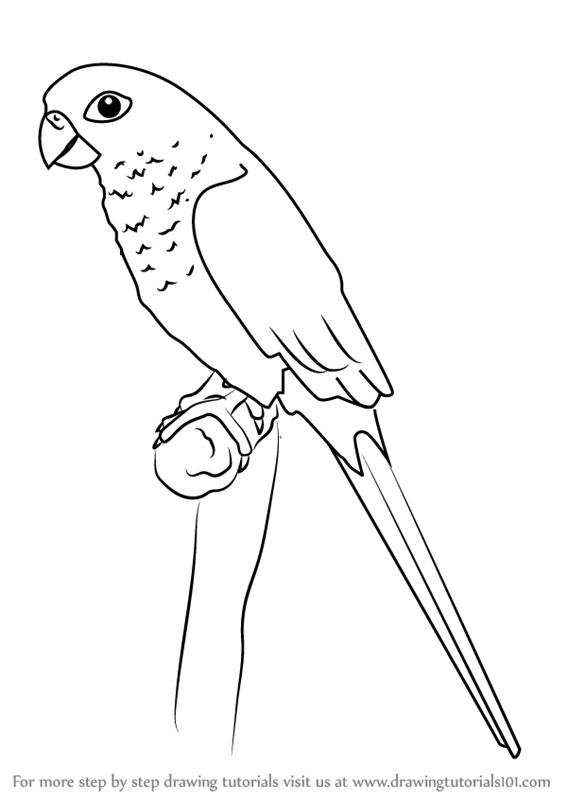 567x800 learn how to draw a green cheeked parakeet - Parakeet Drawing