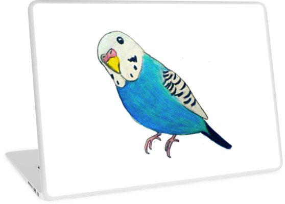 558x400 parakeet drawing laptop skins - Parakeet Drawing